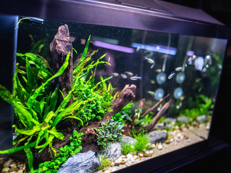 Akvariumo rinkinys „Invital“ su LED apšvietimu, filtru ir šildytuvu, 60 l