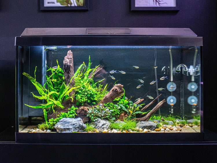 Akvariumo rinkinys „Invital“ su LED apšvietimu, filtru ir šildytuvu, 60 l