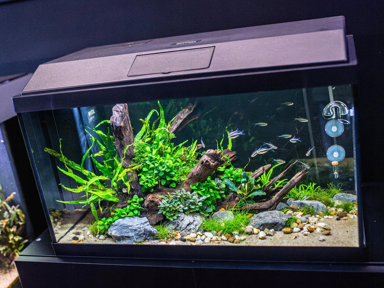 Akvariumo rinkinys „Invital“ su LED apšvietimu, filtru ir šildytuvu, 60 l