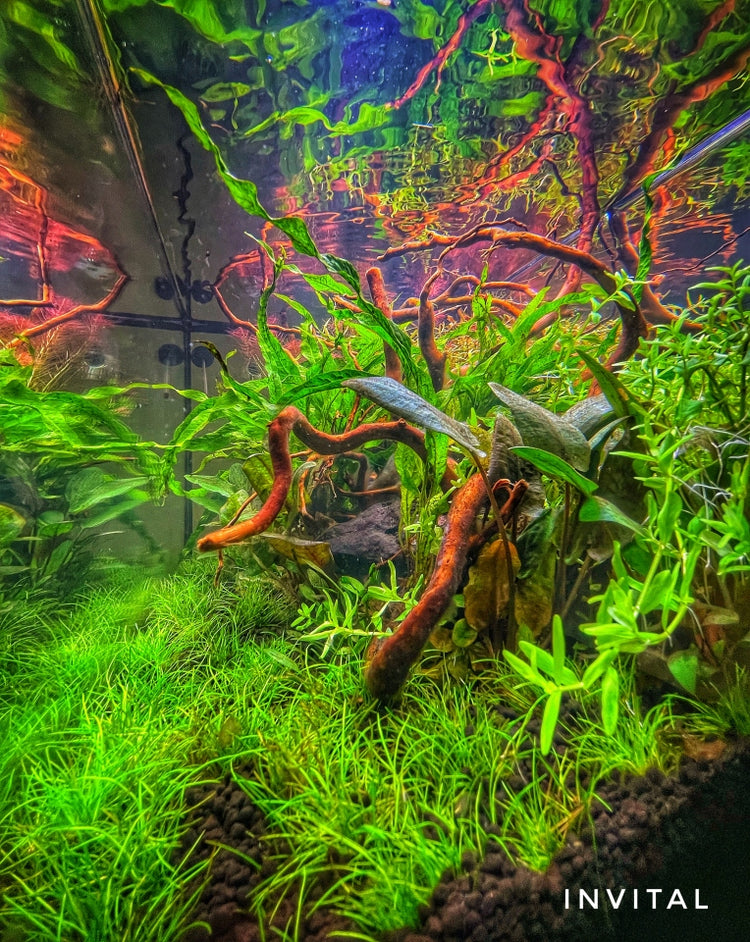 Akvariumo rinkinys „Invital“ su LED apšvietimu, filtru ir šildytuvu, 60 l