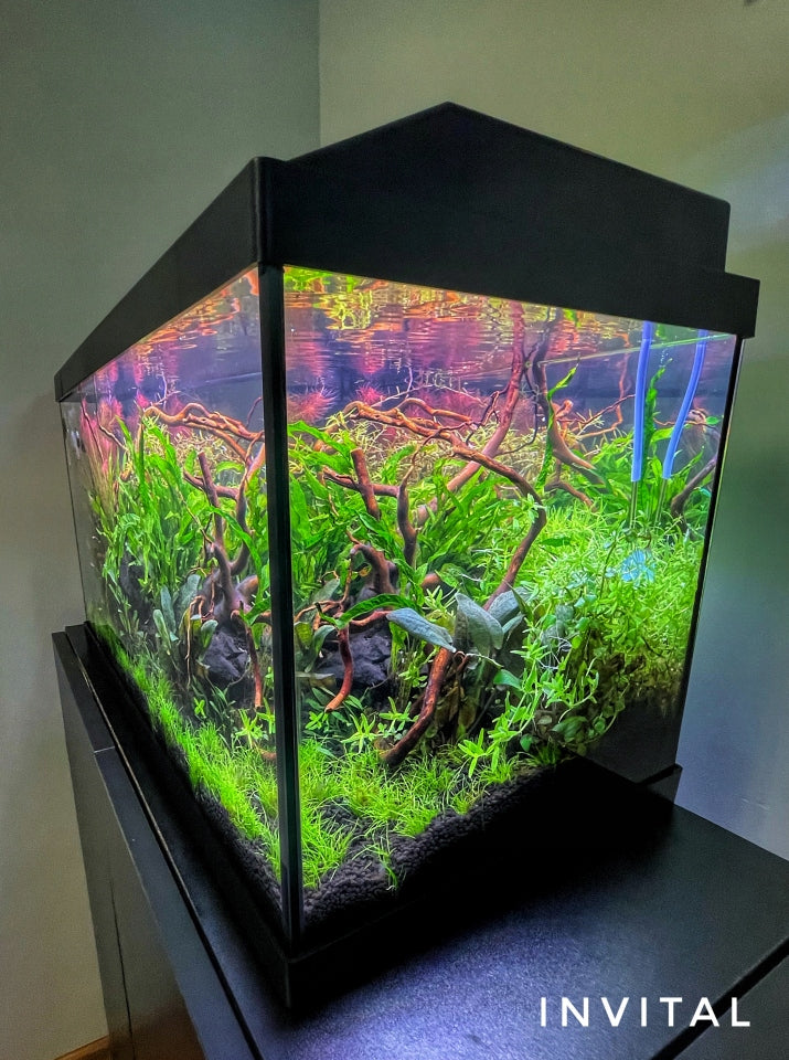 Akvariumo rinkinys „Invital“ su LED apšvietimu, filtru ir šildytuvu, 60 l